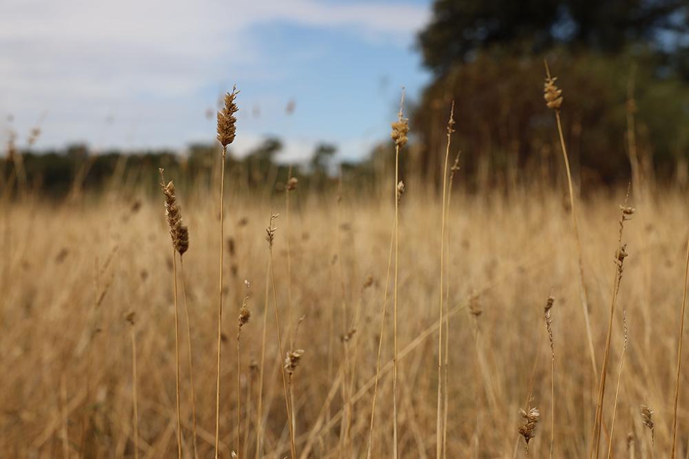 Close up on brown grassland